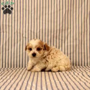 Nolan, Maltipoo Puppy